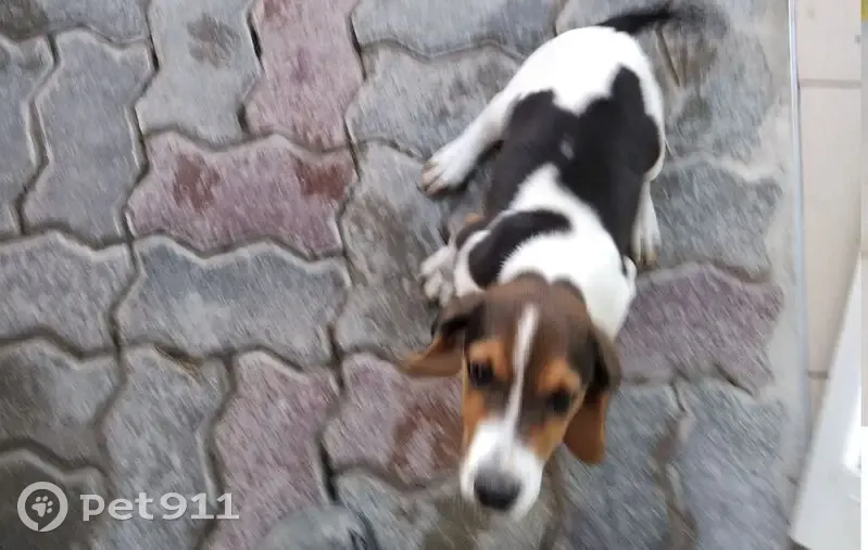 Пропала гончая в Марьиной Роще, Краснодарский край - photo