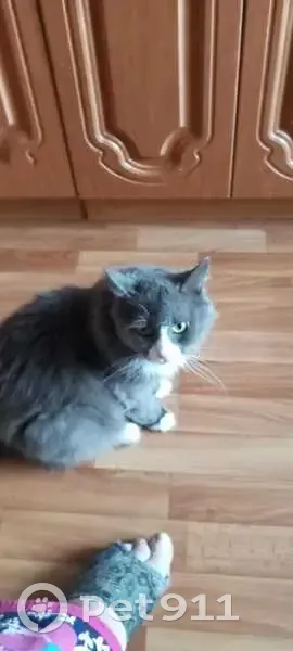 Пропала кошка, Южный пр., 1 к2, Электросталь - photo