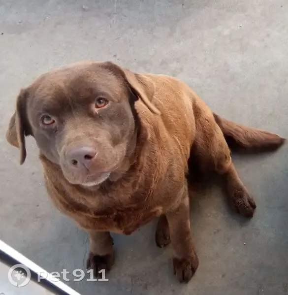 Пропала собака, Бочаровская 18, Курск - photo