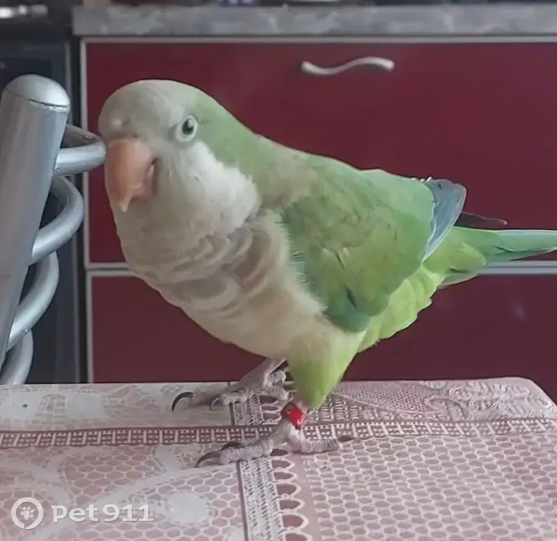 Пропал попугай, Днепровский пер. 122А - photo