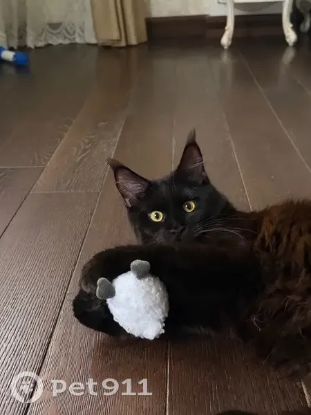 Пропала кошка, Махачкала, Московская 49 - photo