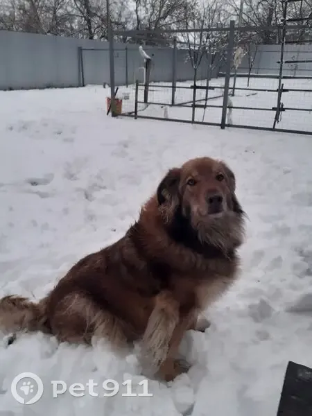Пропала собака, Мичуринское СП, Брянск - photo