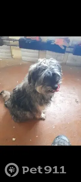 Пропала собака, Агидель, Башкортостан - photo