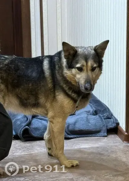 Пропала собака, Подолы, МО - photo