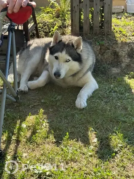 Пропал хаски, 2-я линия, Виллозское  - photo