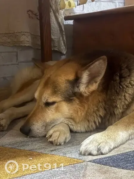Пропала собака в Октябрьском, Ивановская обл. - photo