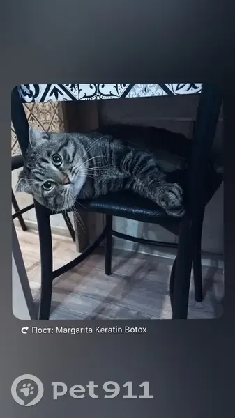 Пропала кошка, Гусь-Хрустальный - photo