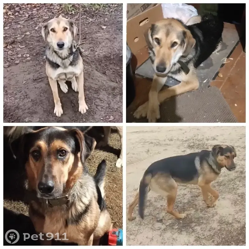 Пропали собаки, Новоклязьминское, Иваново - photo