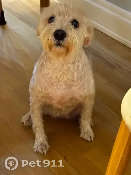 Найдена собака на пр. Ленина, Волгоград - photo