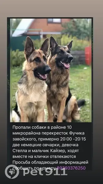 Пропала овчарка, ул. Ак. Завойского, Казань - photo