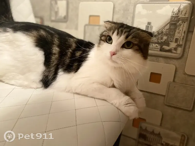 Пропала кошка, Федоровское, МО - photo