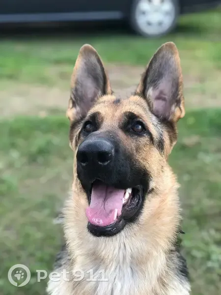 Пропала собака, ул. Завойского, Казань - photo