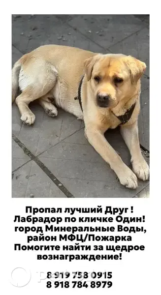 Лабрадор пропал, Полевой пер., 12, МинВоды - photo