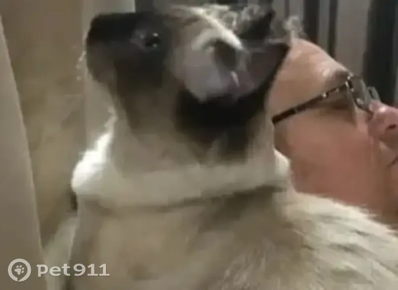 Пропала кошка, ул. Карла Маркса, 116, Ейск - photo