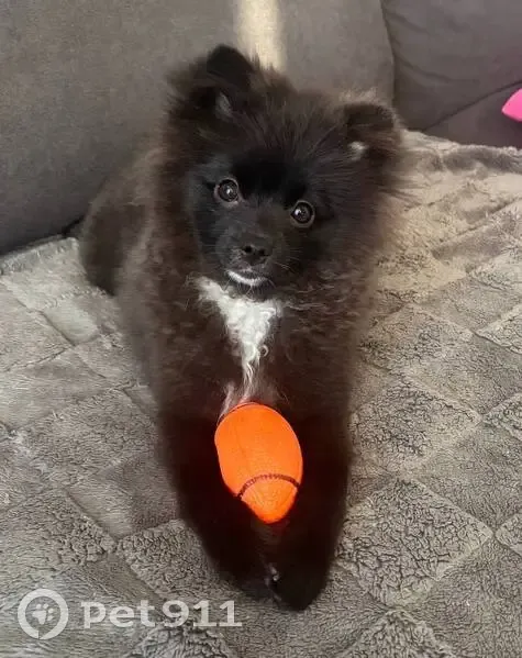 Пропала собака, Полевая 23, Вольно-Надеждинское - photo