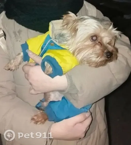 Пропала собака, ул. Фадеева, Новосибирск - photo