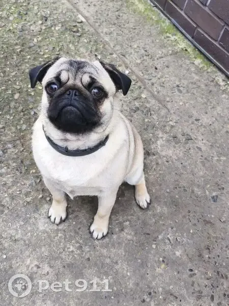 Пропала собака, Красная ул. 216, Тбилисская - photo