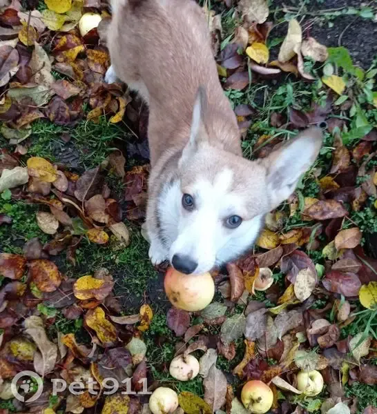 Пропала собака на ул. Речной, Петрозаводск - photo
