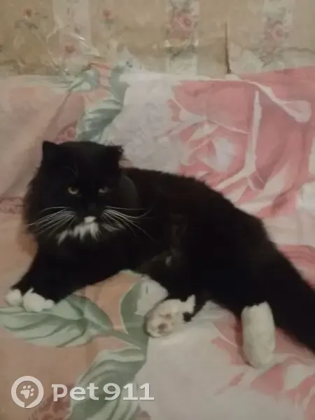 Пропала кошка, ул. Кочергина, Курганинск - photo