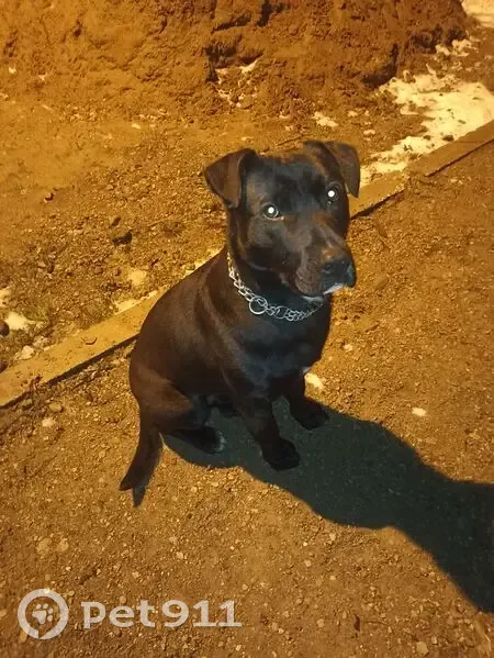 Пропала собака, Парковая 15, Сафоново - photo