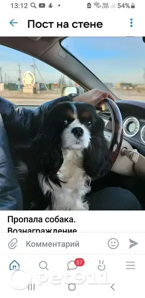 Пропала собака на трассе Калязин-Углич - photo