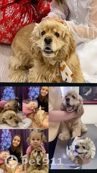 Пропала собака, Ишимбай, Башкортостан - photo