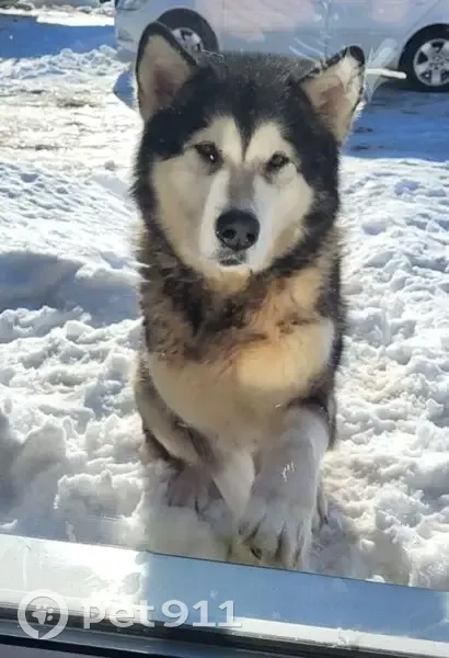 Пропала собака, Ямны, 70К-246 - photo