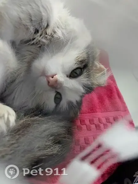 Пропала кошка, Чита, 2-я Кооперативная, 2 - photo