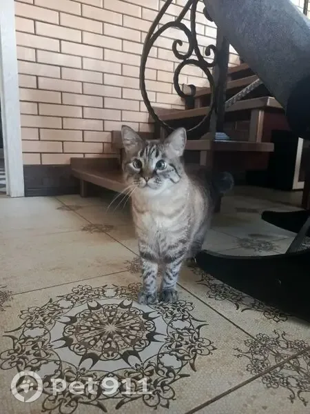 Пропала кошка, Аликоновка, Ставрополье - photo