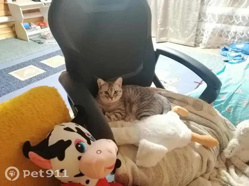Пропала кошка, ул. Ивана Сусанина, 17 - photo