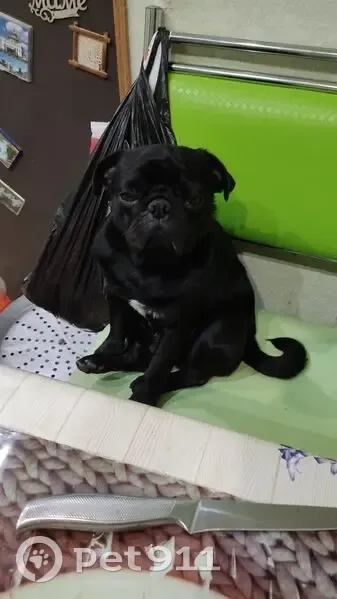 Пропал чёрный мопс, ул. Станция Кутумная - photo