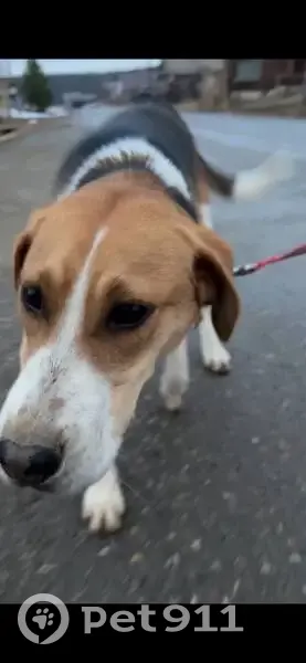 Пропала гончая собака, Сухой Лог — Рефтинский - photo