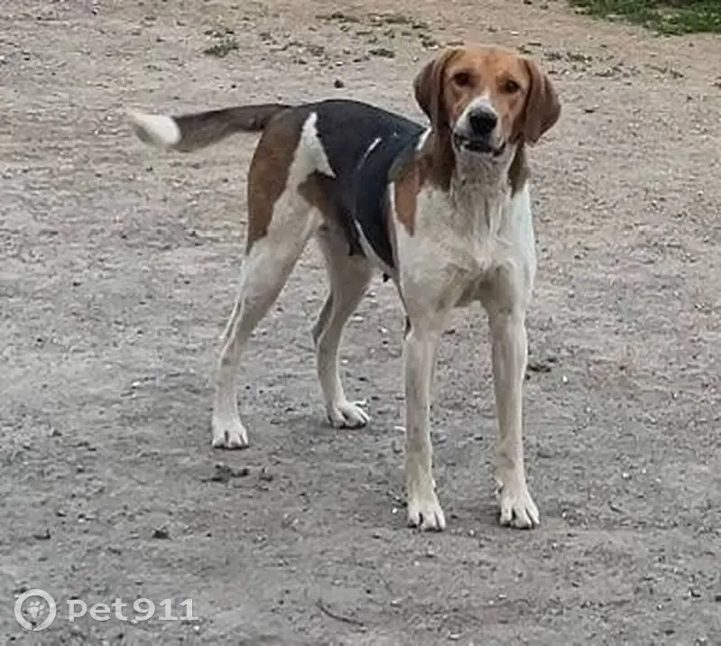 Пропала собака в Рефтинском, Сухой Лог - photo