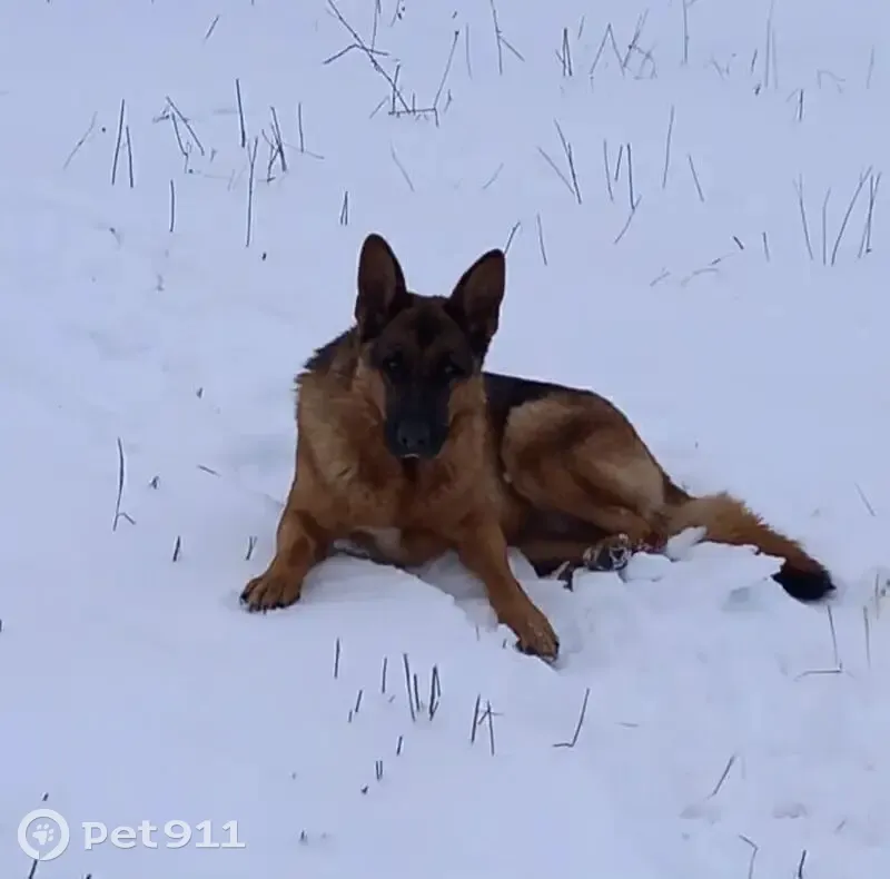 Пропала овчарка, Филимоново, 134 км трассы - photo