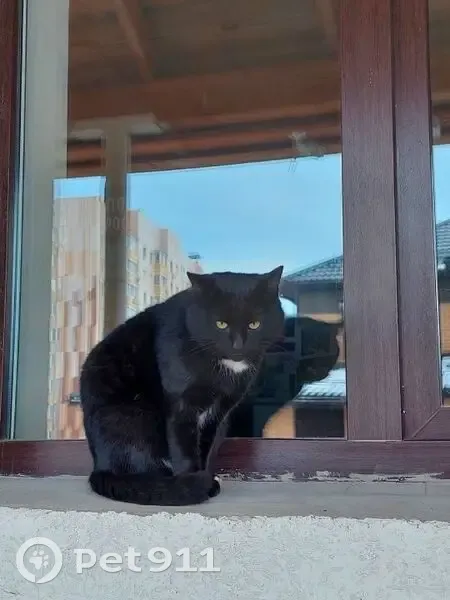 Пропал кот, ул. Северный Венец, 32, Ульяновск - photo