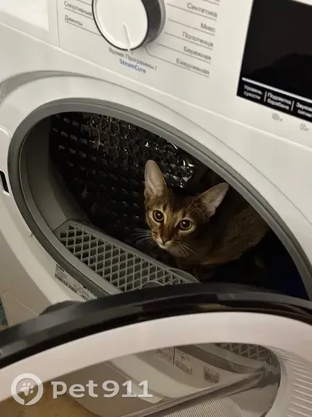 Пропала кошка, ул. Громова 61, Махачкала - photo