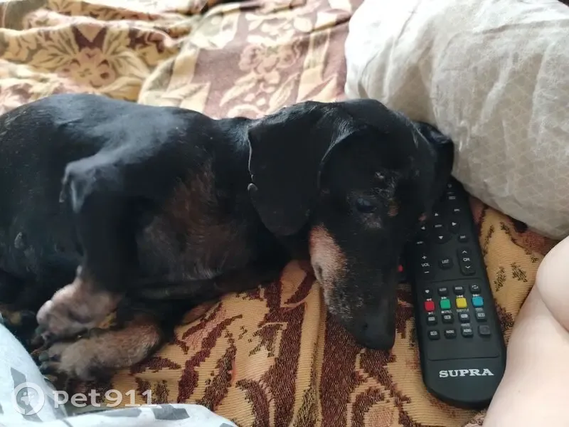 Пропала собака на Варшавской ул., 39 к2 - photo