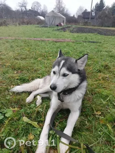 Пропал хаски у метро Проспект Славы, СПб - photo