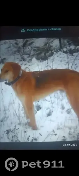 Пропала рыжая собака, Бяковское с/п - photo