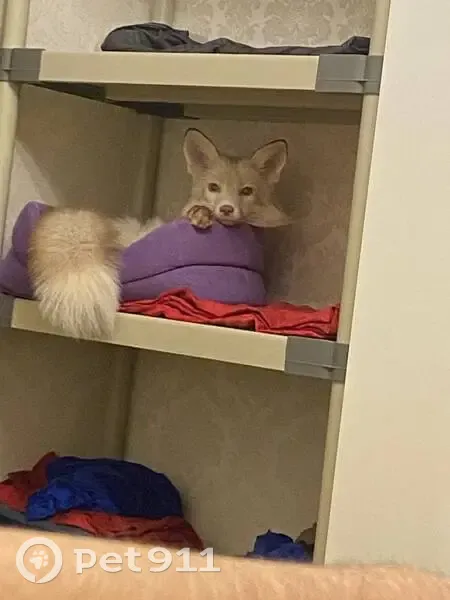 Пропала лиса в районе Совхозное, Узловое - photo