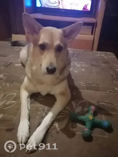 Пропала собака, Красноярск, 6 пальцев - photo