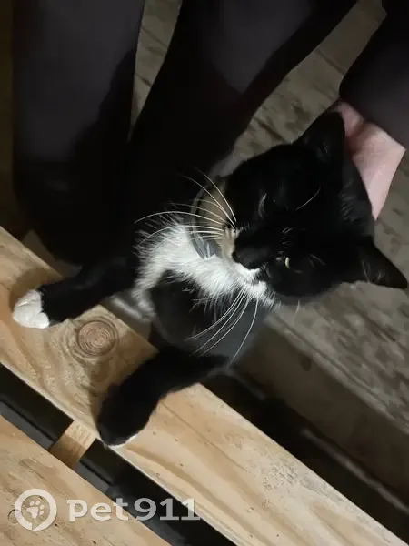 Котёнок найден: ул. Звёздная 23, Неёлово-2 - photo