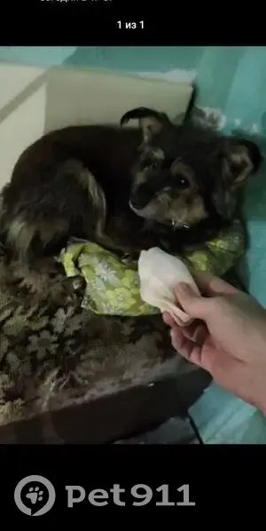 Пропала собака, видели на Московском и Ташкентской - photo