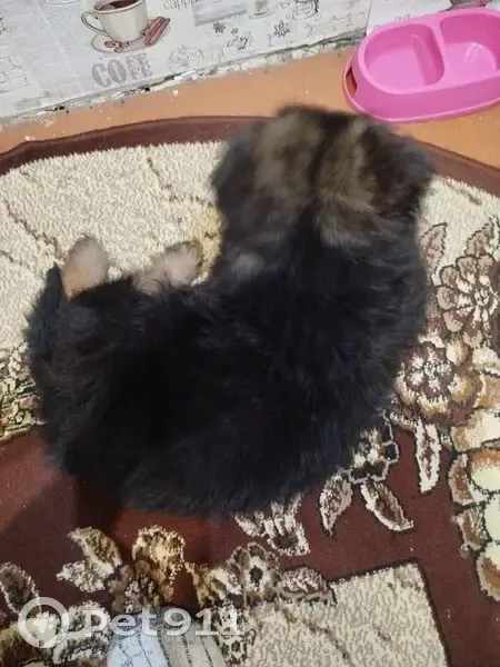 Пропала собака, ул. Некрасова, Углеуральский - photo