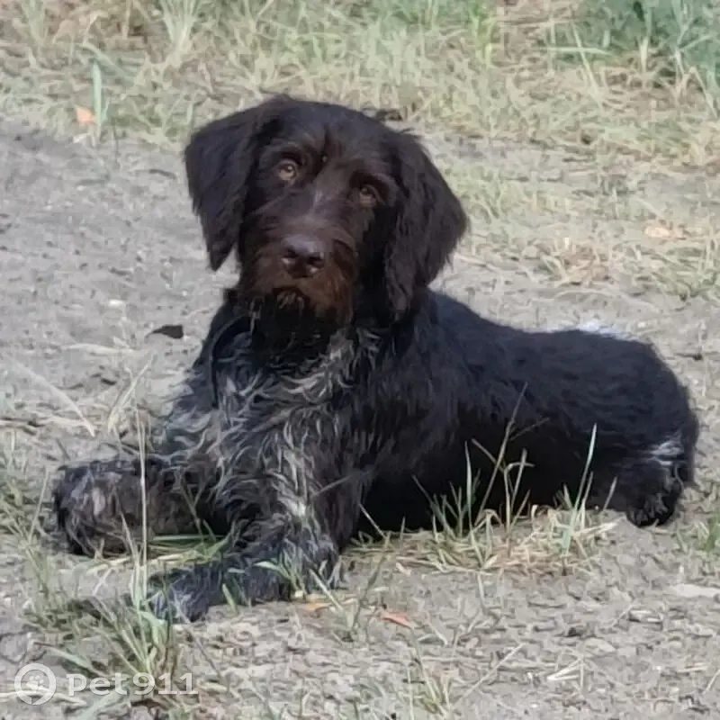 Пропала собака в Прогрессовском СП - photo