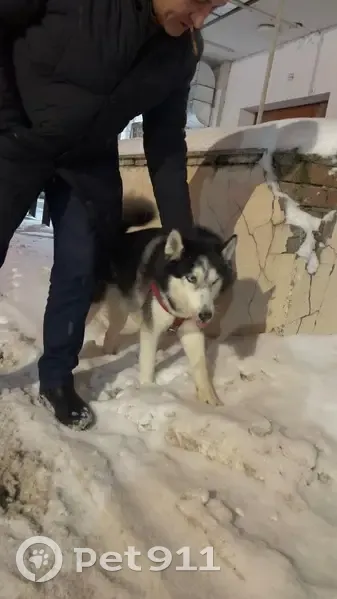 Пропала хаски, пр. Ямашева 73А, Казань - photo