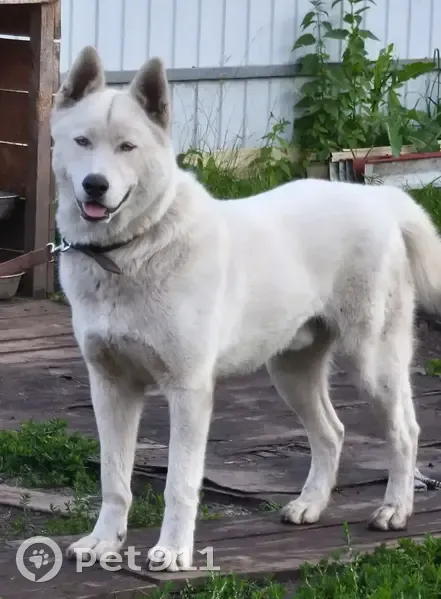 Пропала собака на Агеева, 109, Тюмень - photo