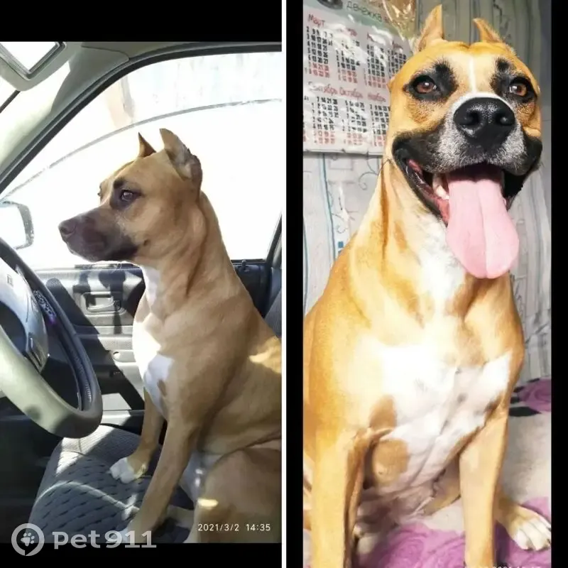 Пропала собака, Полевая ул. 2Д/304, Крск - photo