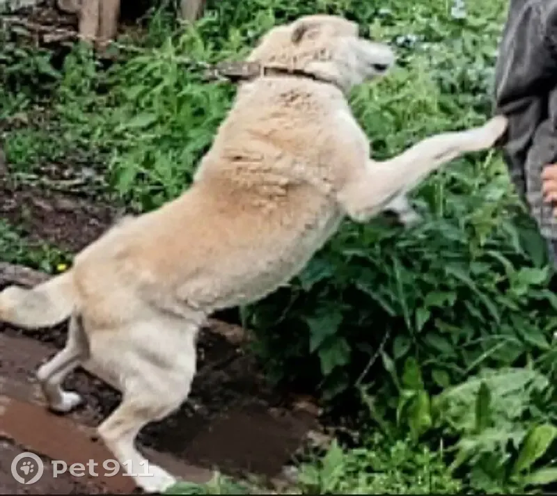 Пропала собака, Комсомольская ул. 5 - photo