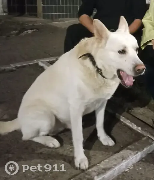 Пропал светлый пёс на Новопромышленной, Тольятти - photo